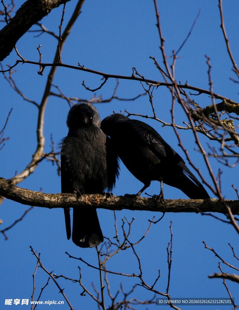 树枝上的两只黑鸟
