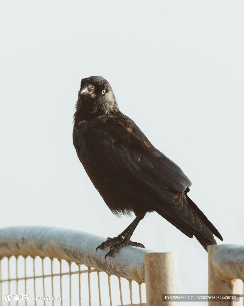 站在围栏上的黑羽鸟
