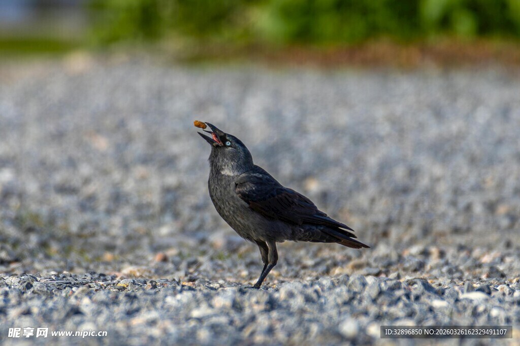 碎石地上的黑鸟