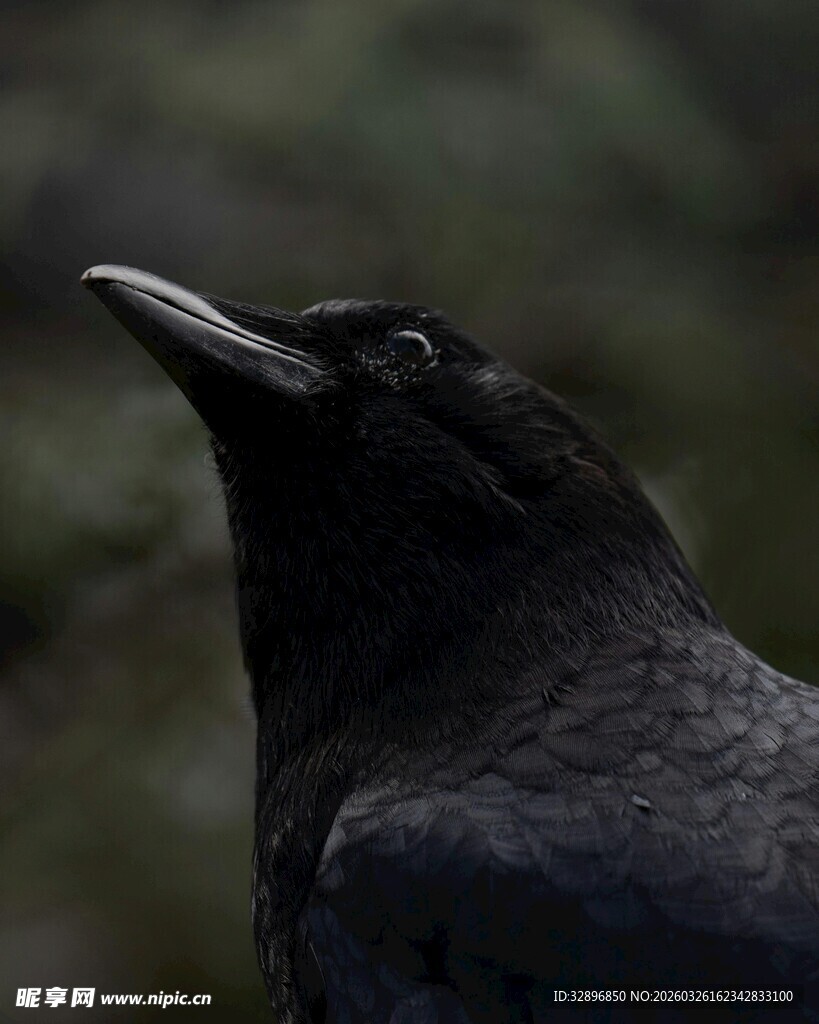 仰头的黑乌鸦