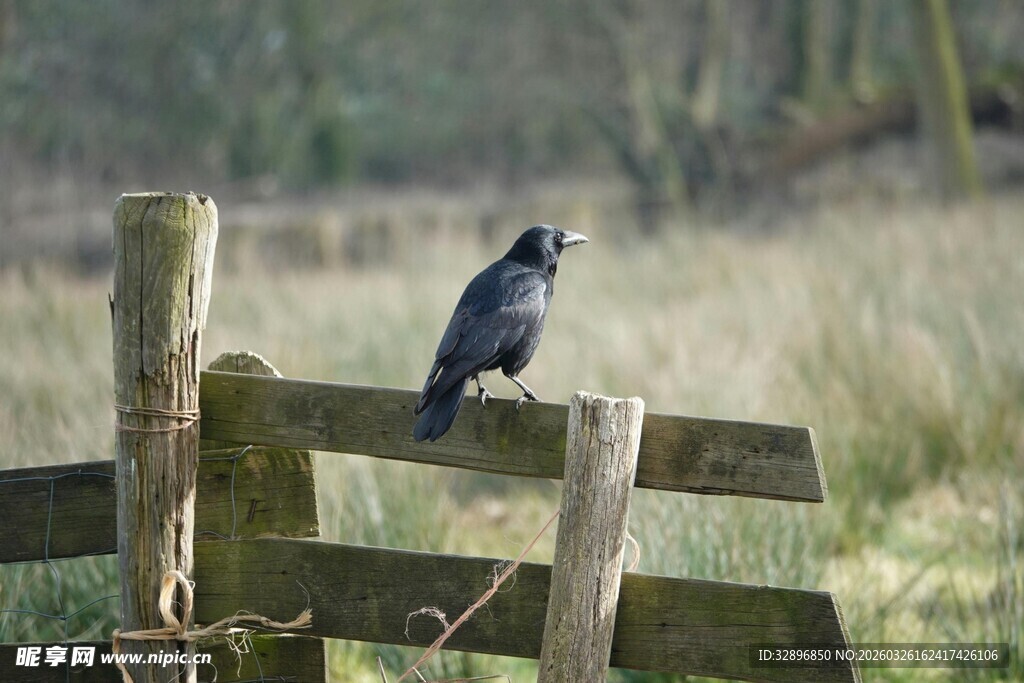 木栅栏上的黑鸟