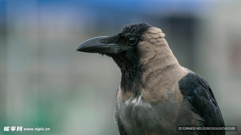 灰黑色乌鸦特写
