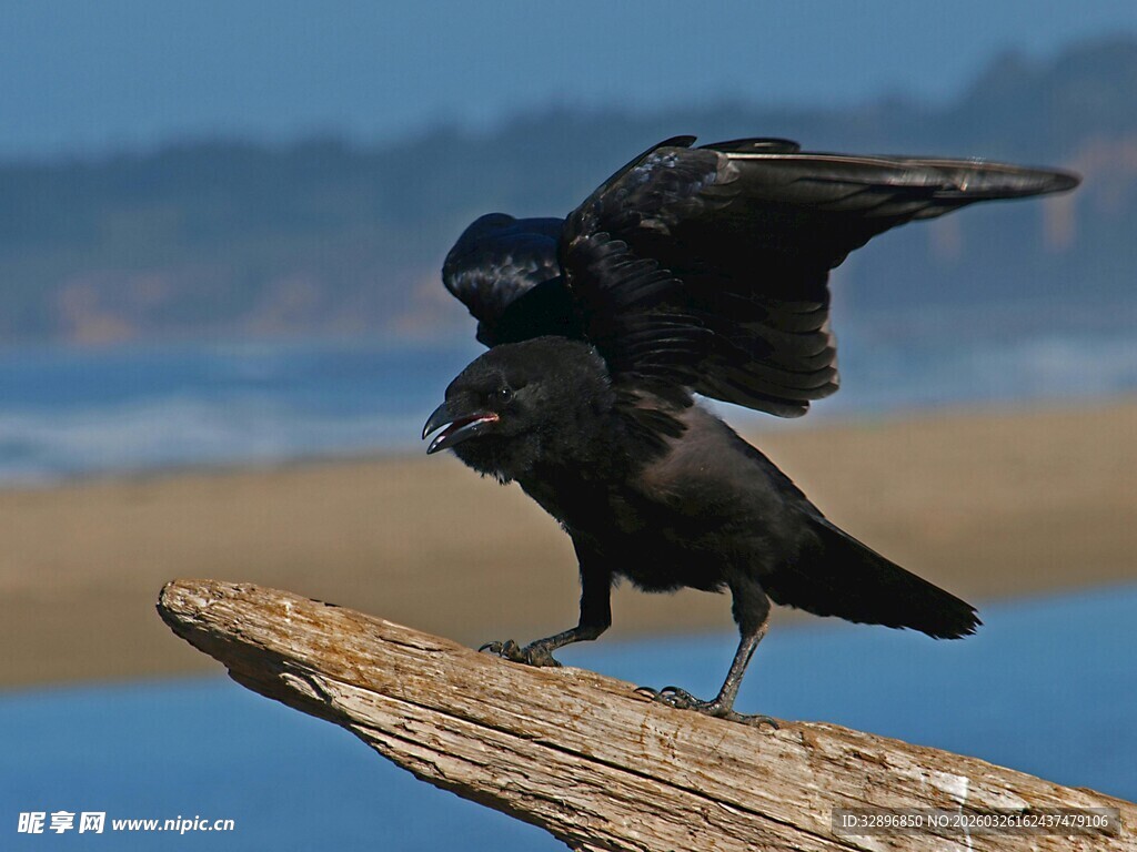 两只乌鸦立于木枝上