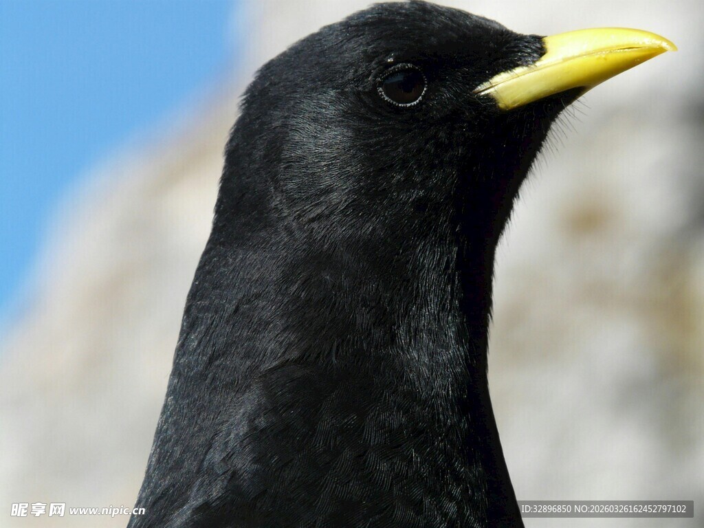 黑羽黄喙鸟特写