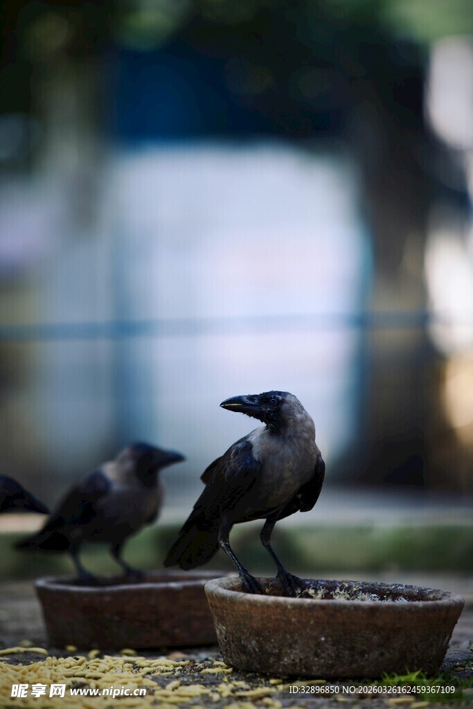 两只乌鸦立于器物之上