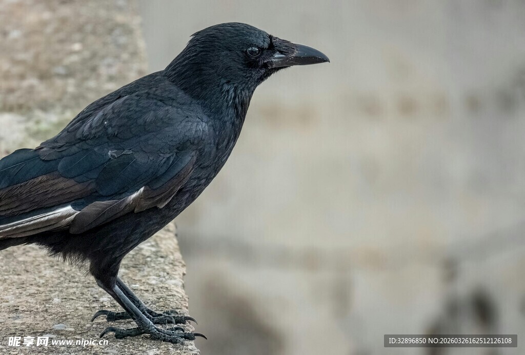 站在石上的黑羽乌鸦