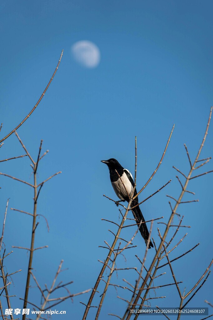 枝头鹊伴月