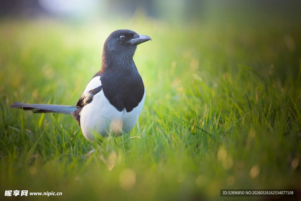 草地上的黑白相间小鸟