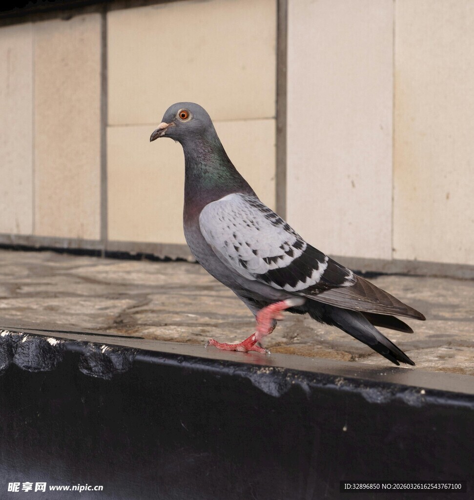 站在平台上的灰色鸽子
