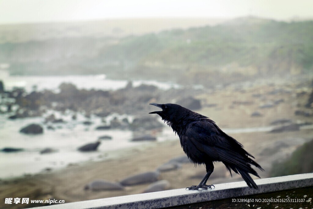 站在栏杆上的黑鸟