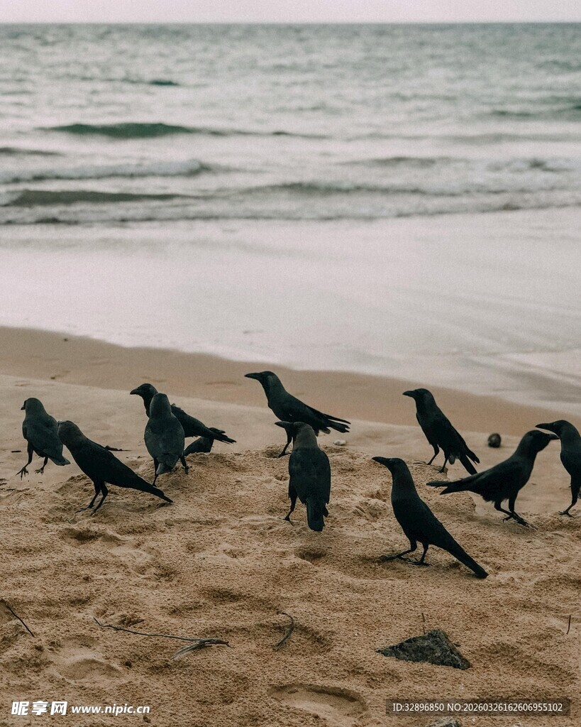 海滩上的一群黑鸟
