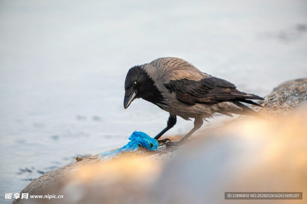 乌鸦叼蓝色物件于石上