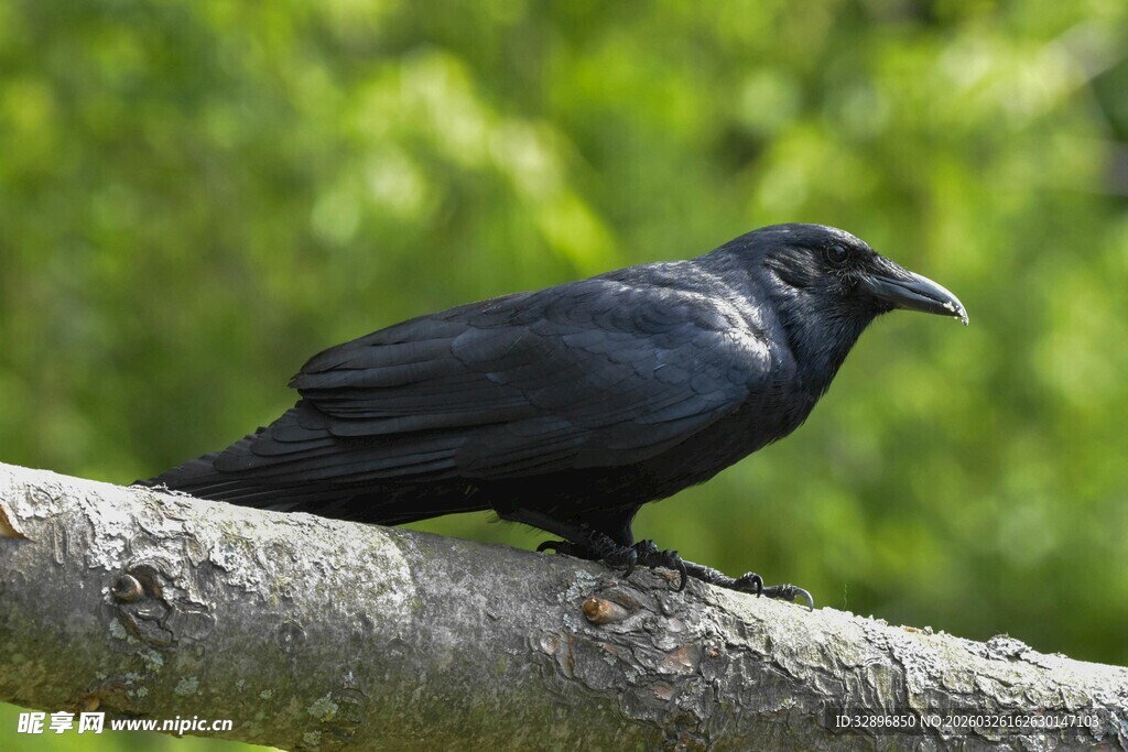 枝头栖息的黑羽乌鸦