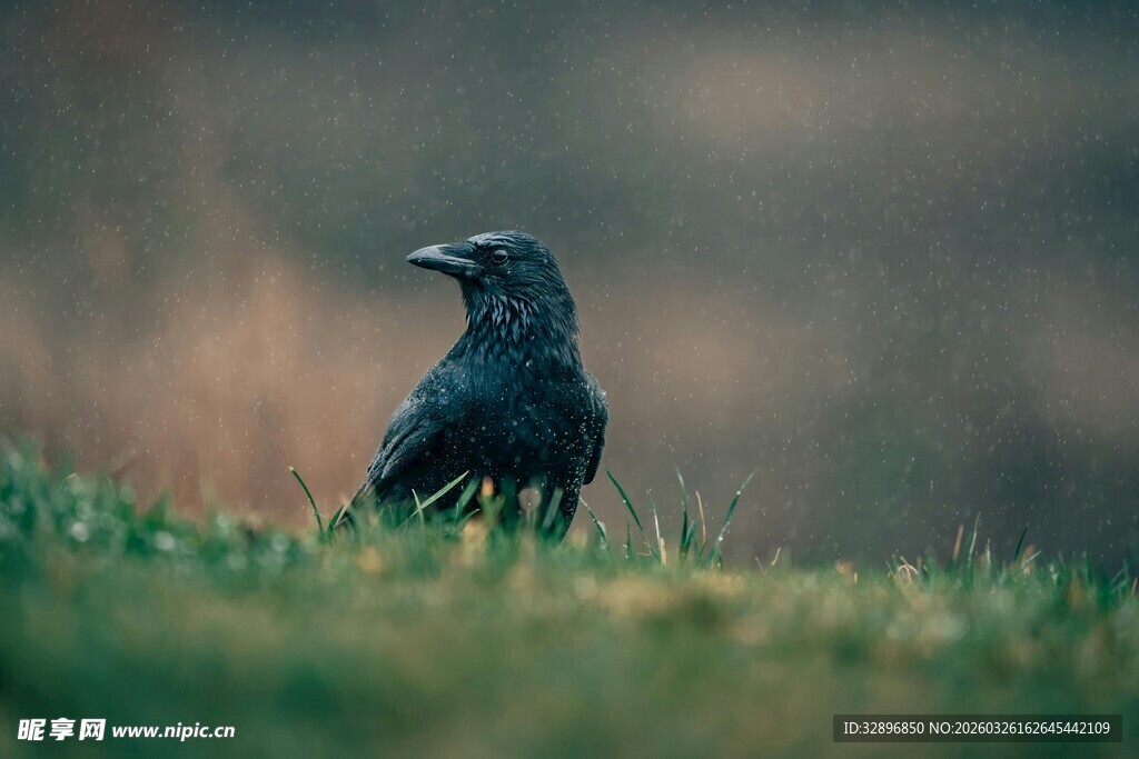 草地上的黑鸟