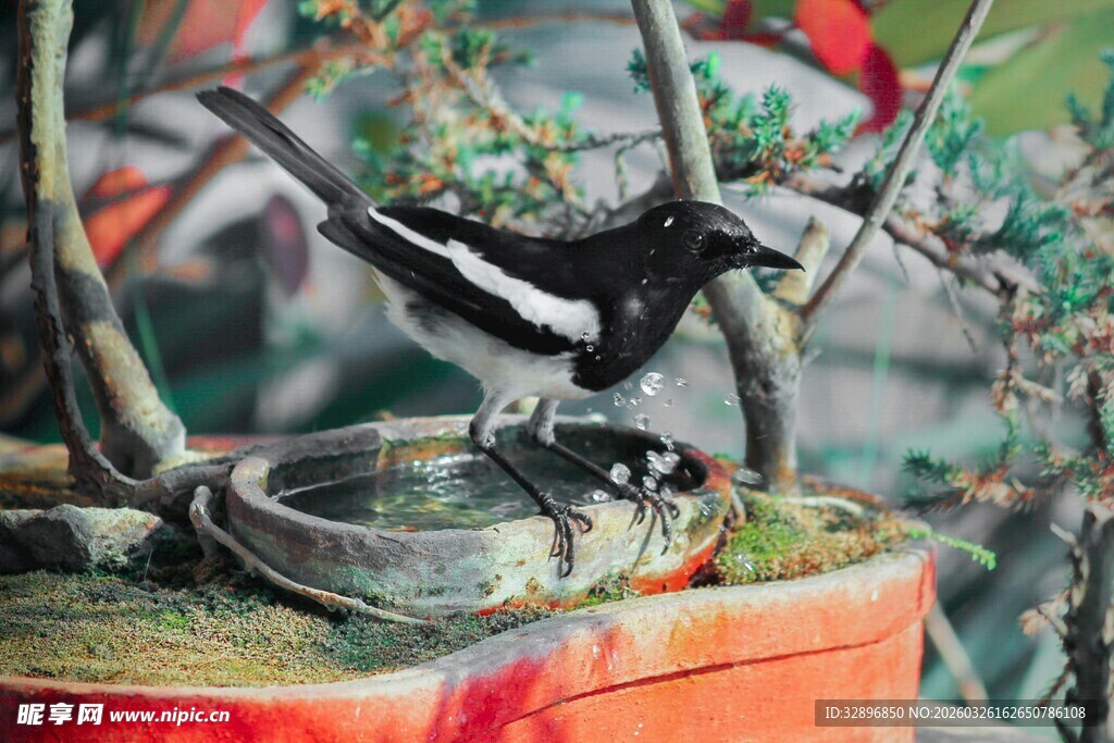 花盆上的黑白小鸟