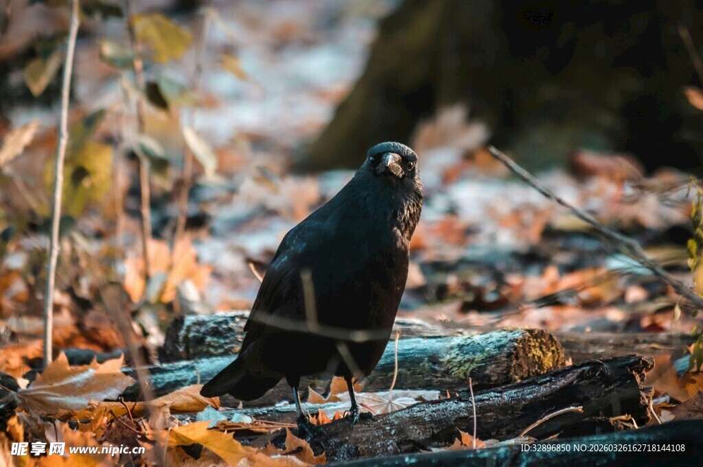 林中黑鸟栖于落叶间