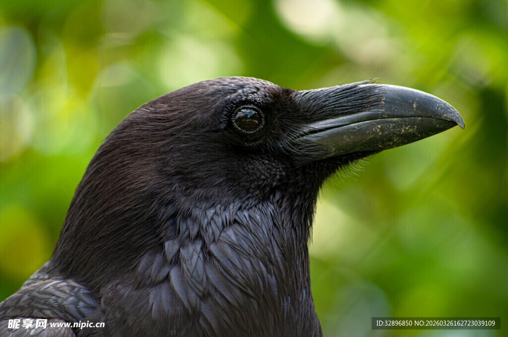 黑乌鸦特写