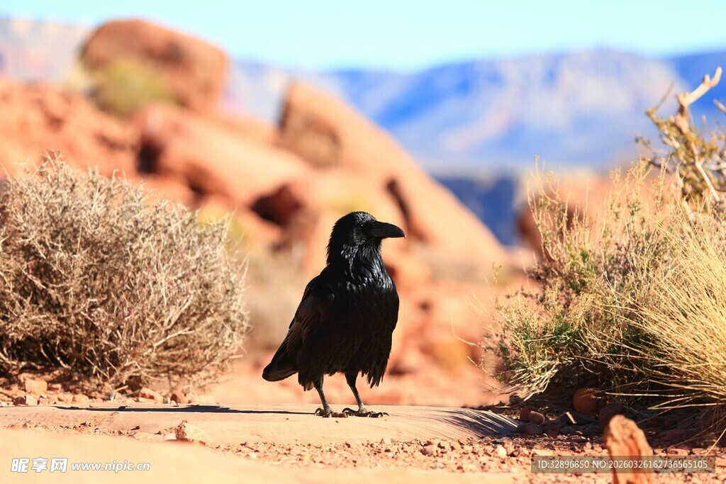 沙漠中独行的黑鸟