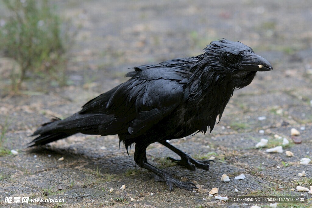 地面上的黑乌鸦