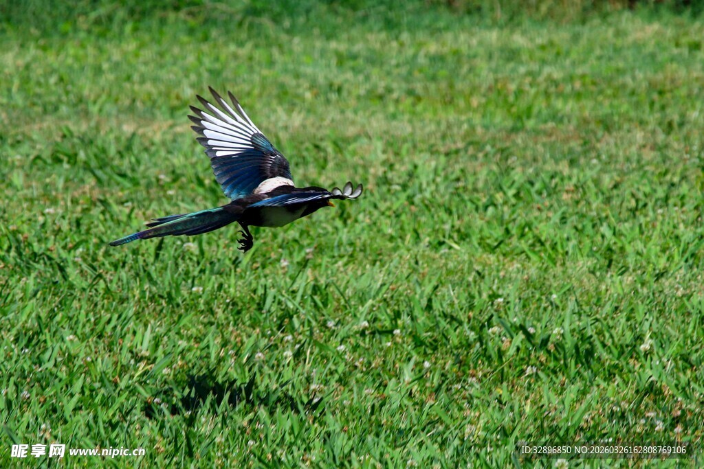 飞翔于绿草地的美丽鸟儿