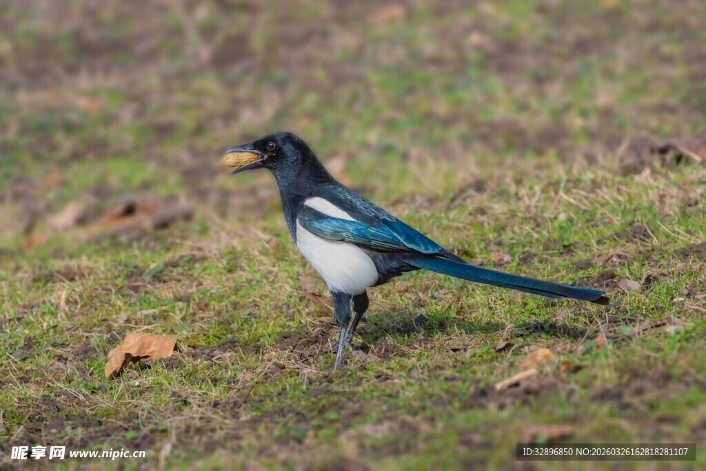 草地上的黑白色喜鹊