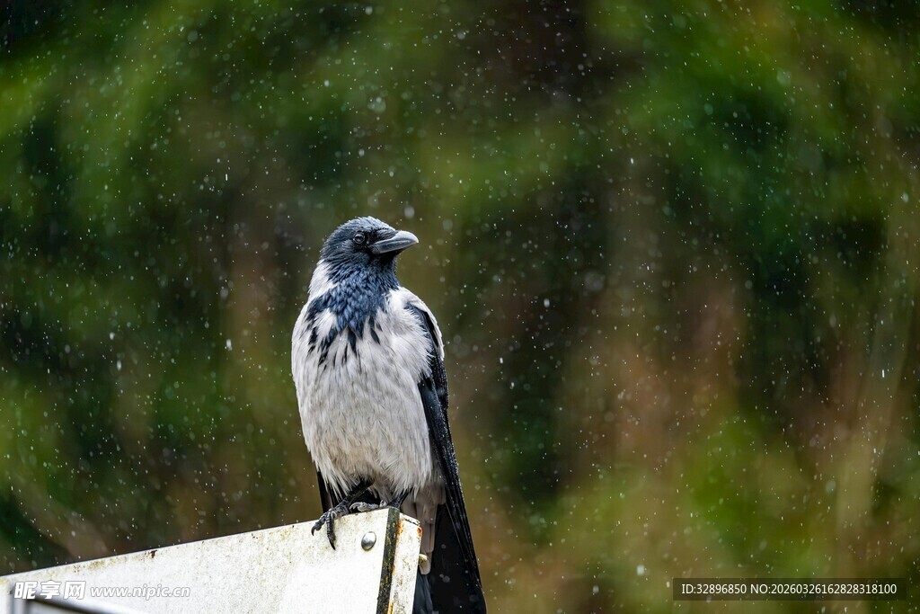 站在平台上的黑白小鸟