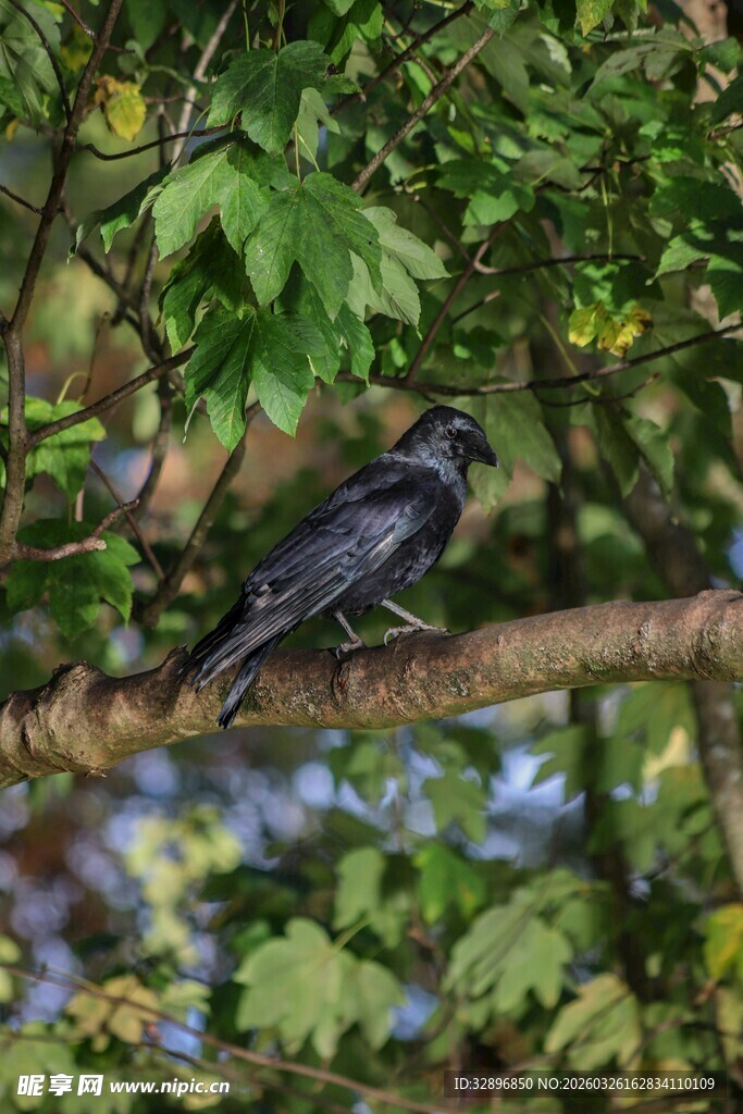 枝头栖息的黑色小鸟