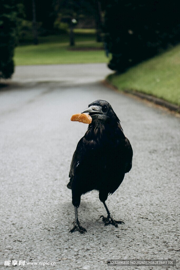 路边站立的黑乌鸦