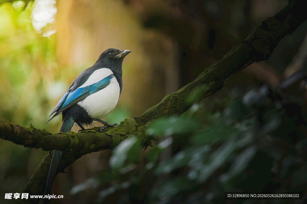 枝头俏立的蓝白小鸟