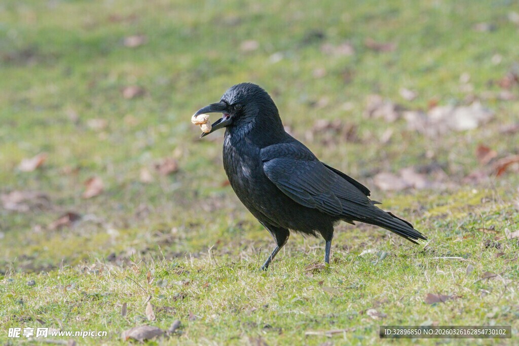 草地上叼物的黑乌鸦