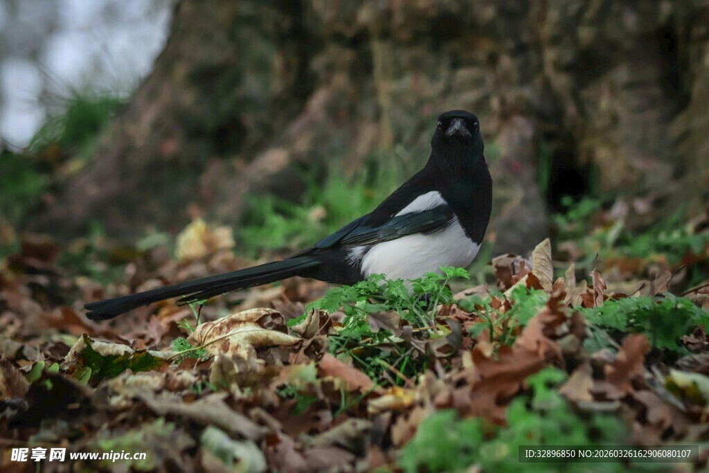 树下黑白相间的漂亮小鸟