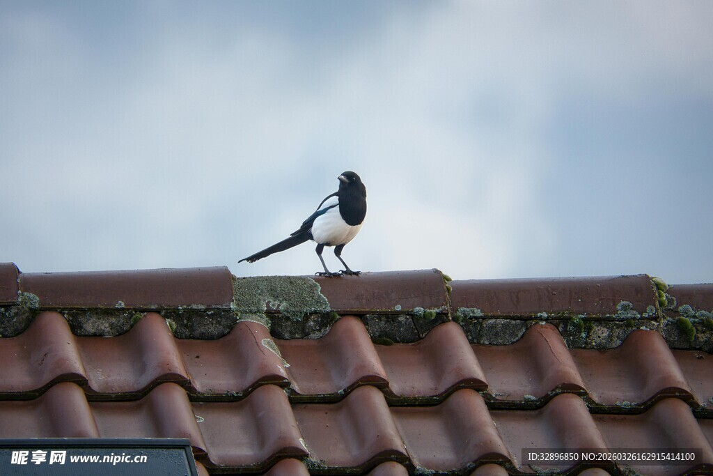 屋顶上的鸟