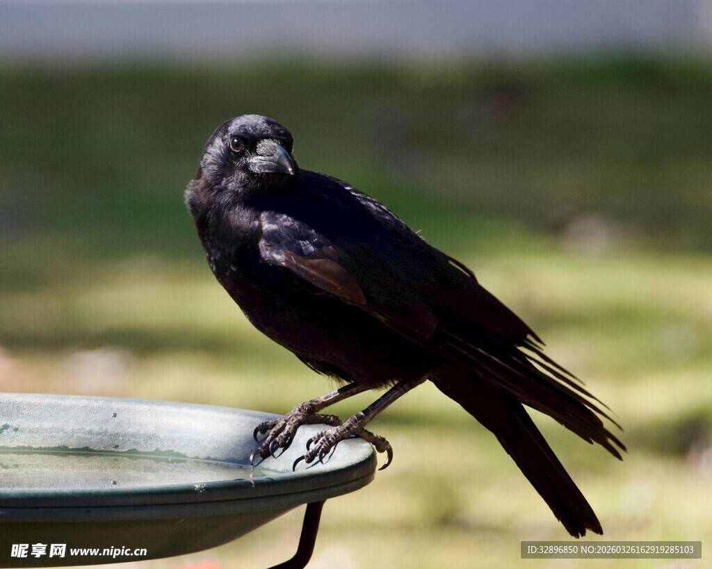 站在水盆边的黑鸟