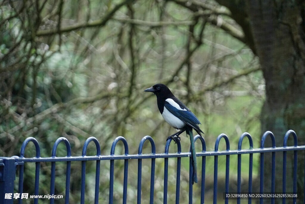 站在围栏上的黑白色鸟儿