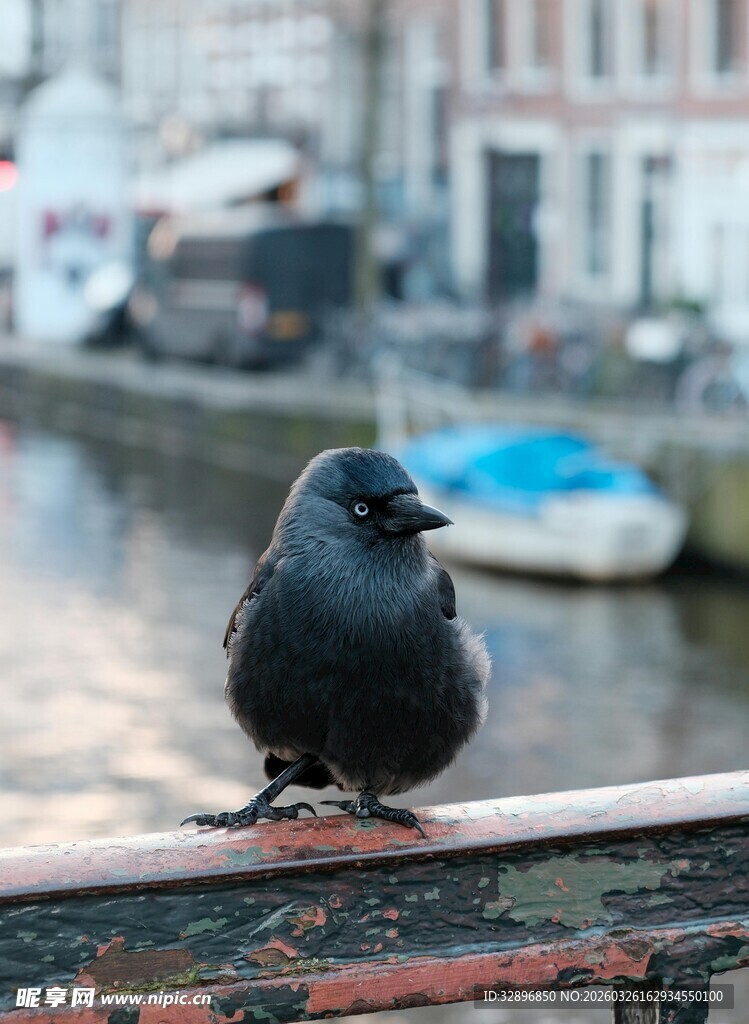 河畔栏杆上的黑鸟