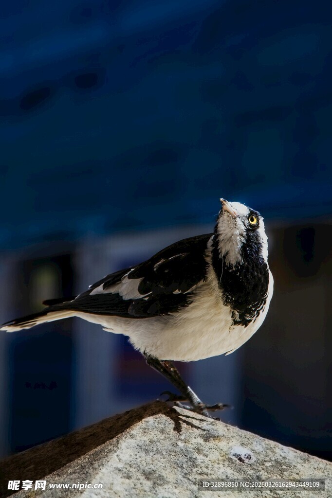 站在石上的黑白小鸟