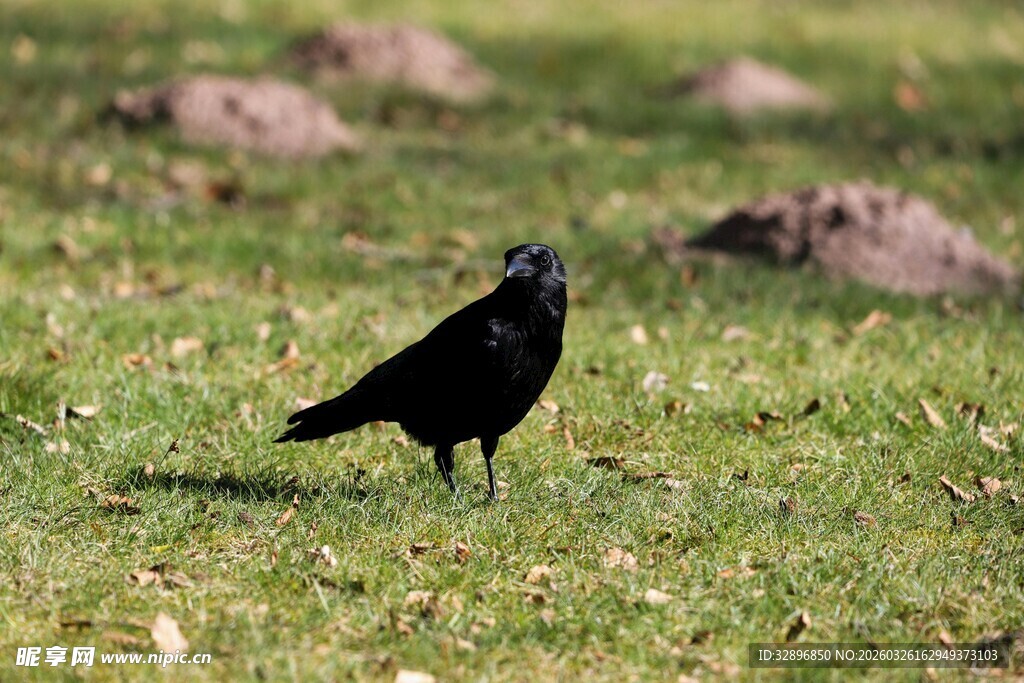 草地上的黑鸟