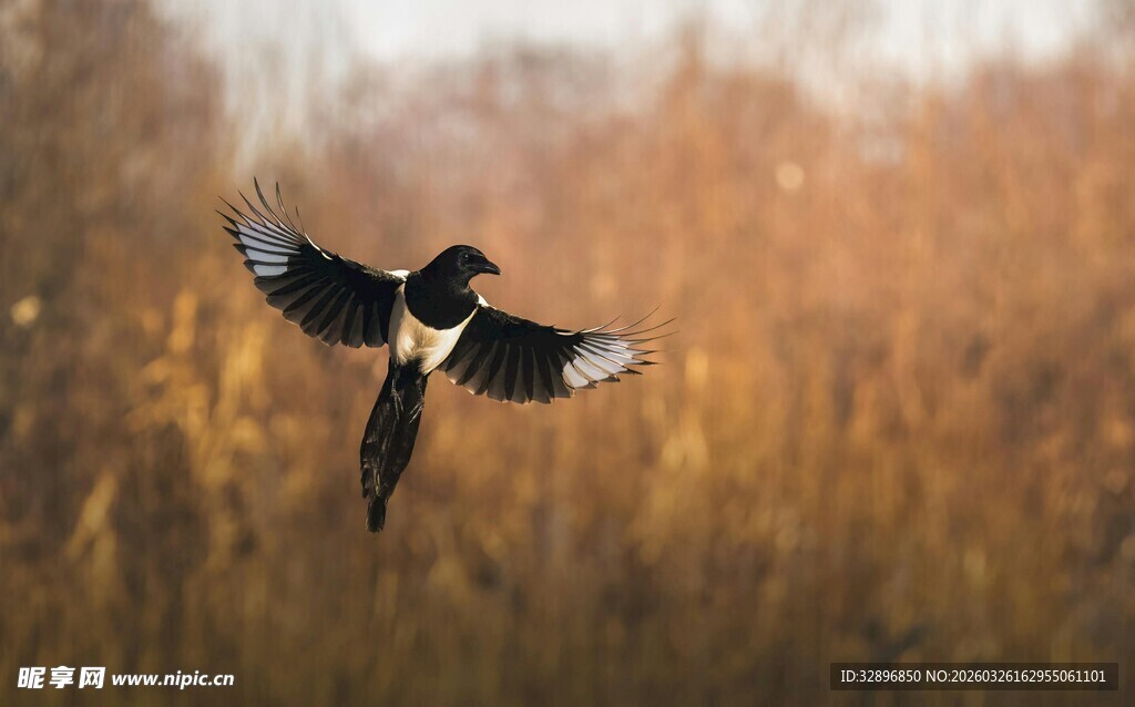 飞翔的黑白色鸟儿