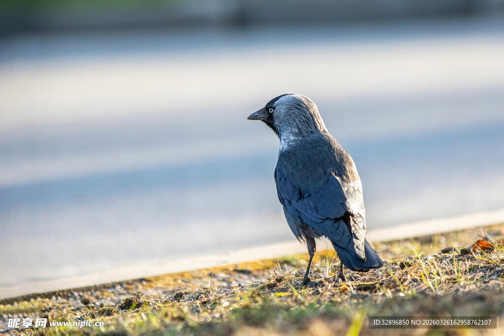 岸边独站的灰蓝色小鸟