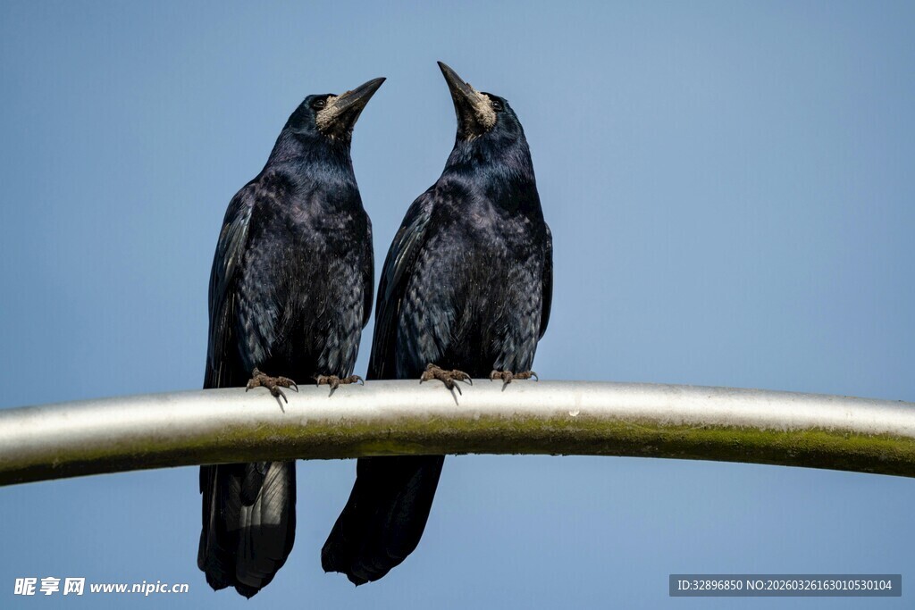 双鸟栖杆对天鸣叫