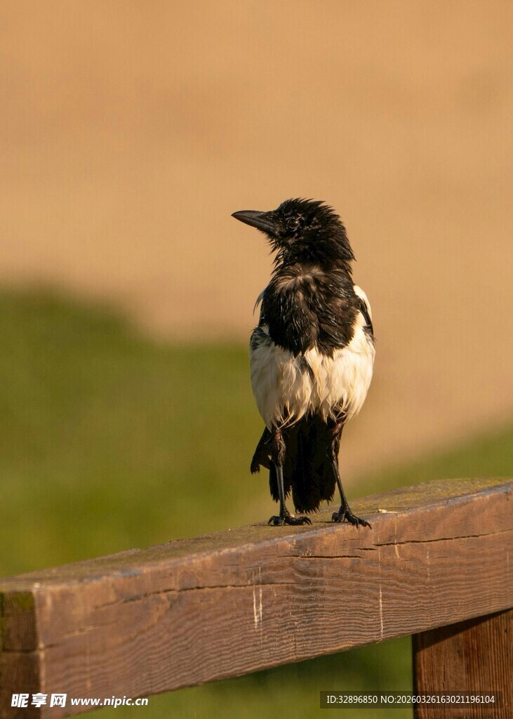 木栏上的黑白相间小鸟