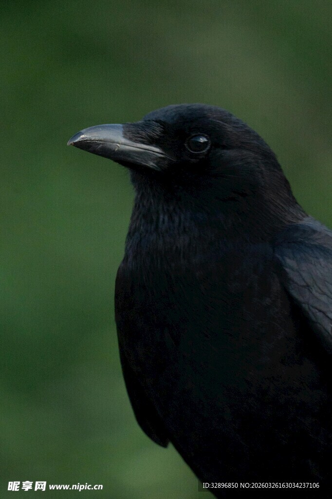 黑鸟特写