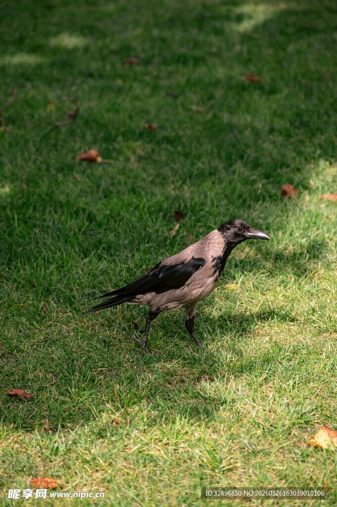 草地上的乌鸦