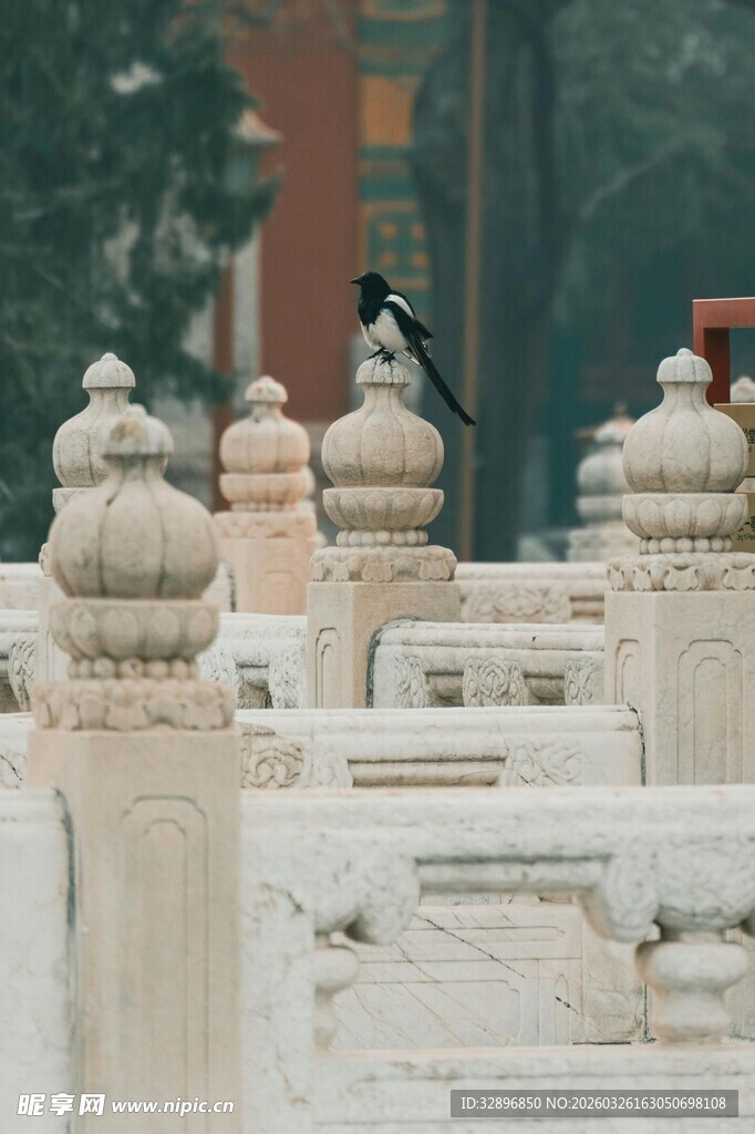 雪后石栏上的黑鸟