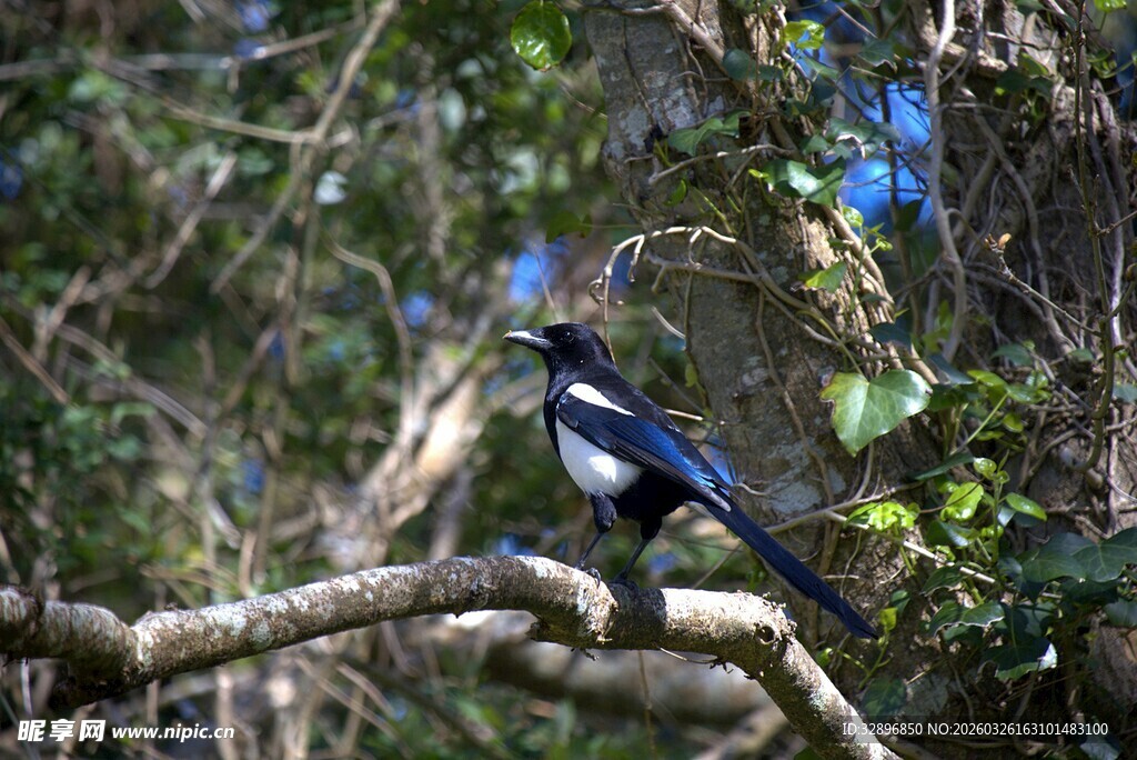 枝头俏立的蓝黑色鸟儿