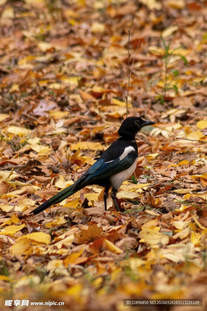 落叶上的黑白色鸟儿