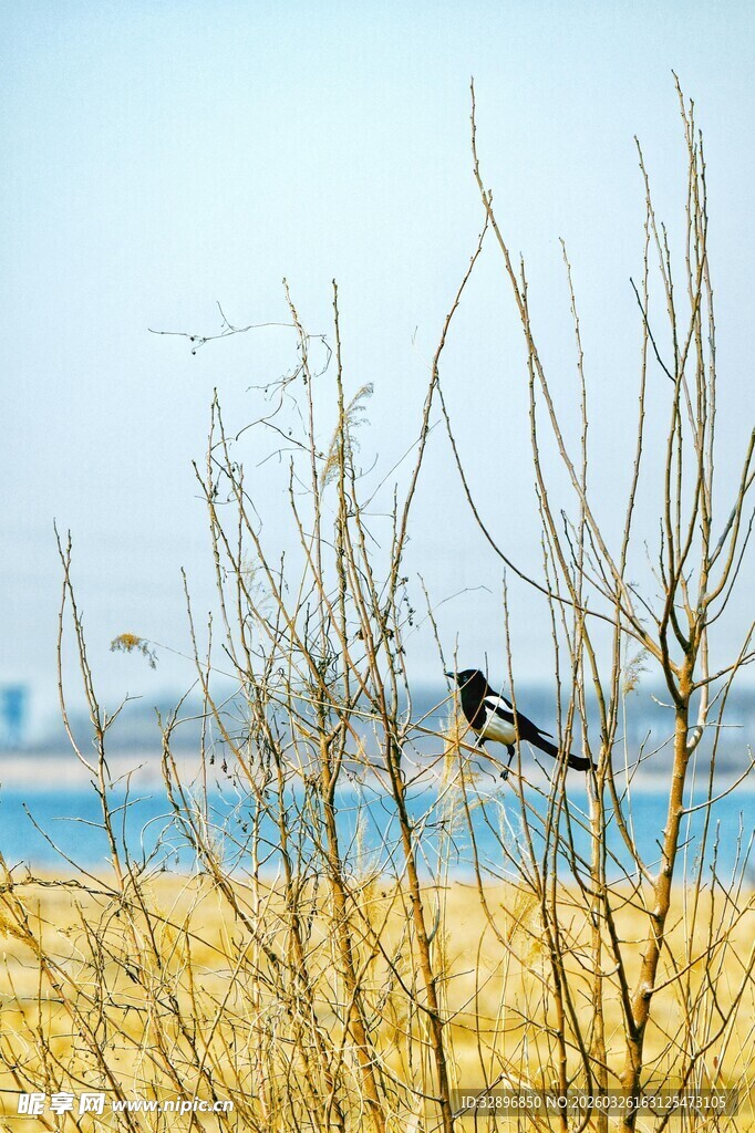 枝头小鸟望碧海蓝天