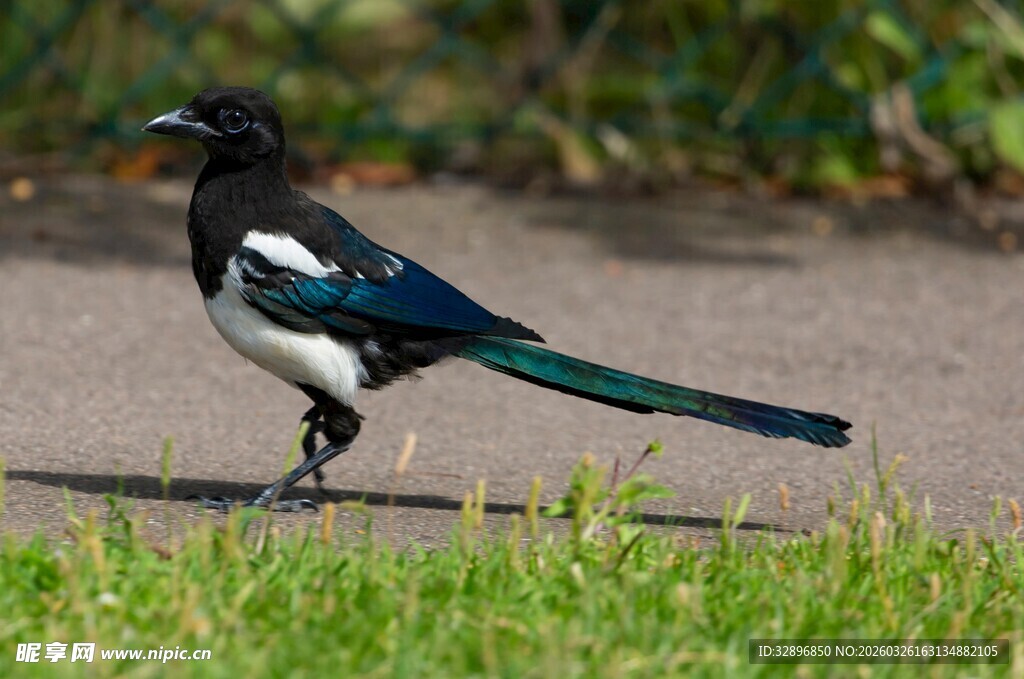 站在草地边的黑白花喜鹊