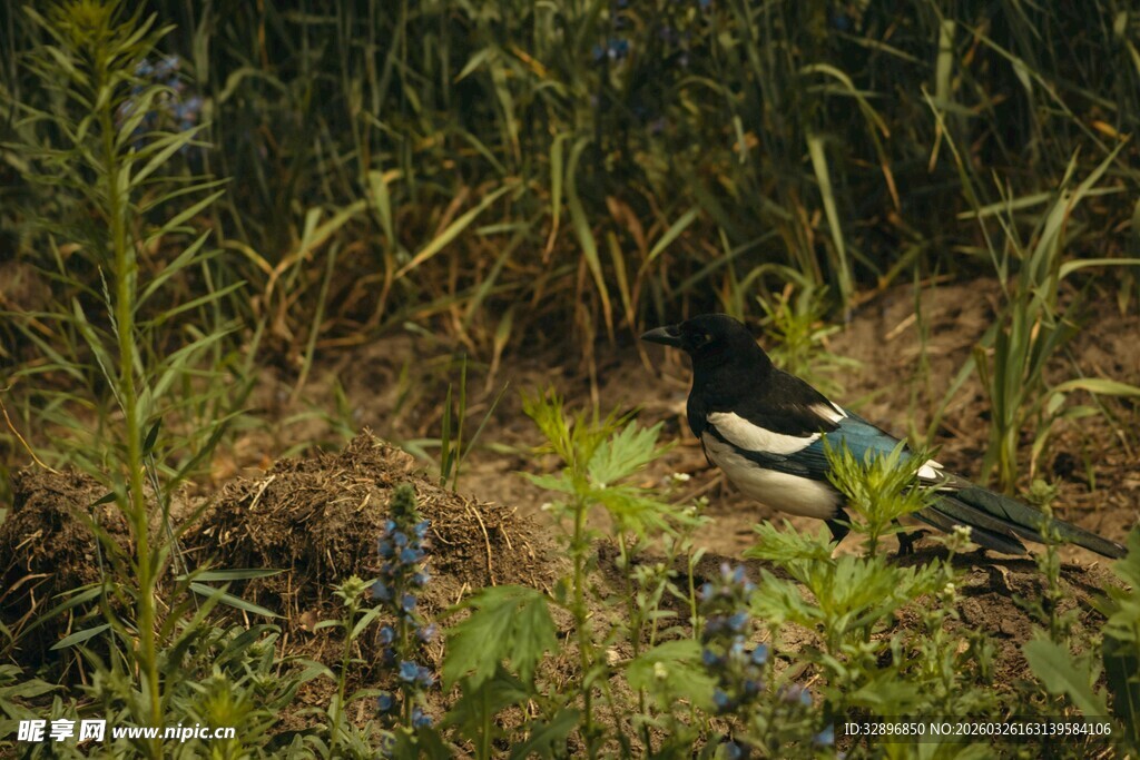 草丛中的多彩野鸭
