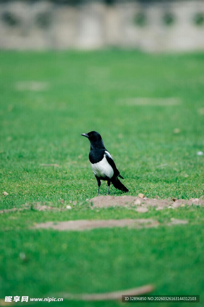 草地上的黑白喜鹊